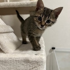 子猫ちゃん兄弟で里親様を探しています(決まりました) - 千葉市