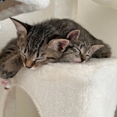 子猫ちゃん兄弟で里親様を探しています(決まりました)の画像