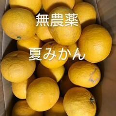 決まりました♪夏ミカン　夏みかん　柑橘類　柑橘　果物　くだもの
