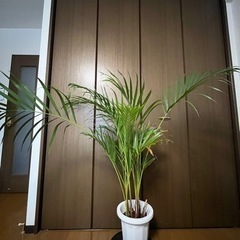 アレカヤシ（約110cm）