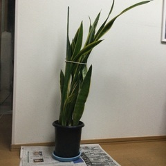 背の高いサンスベリア(115cm) お譲りします。