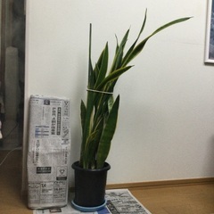 背の高いサンスベリア(115cm) お譲りします。の画像