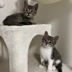 子猫ちゃん兄弟で里親様を探しています(決まりました) - 猫