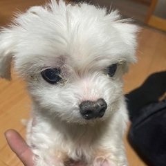 マルチーズ　メス　9才６ヶ月