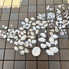 石垣島の貝殻まとめ売り