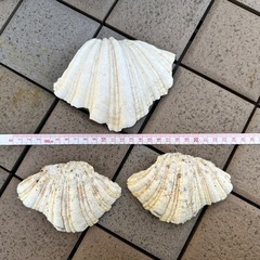 シャコガイ　貝殻　ディスプレイ　シャコ貝3つ
