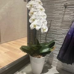 胡蝶蘭鉢植え