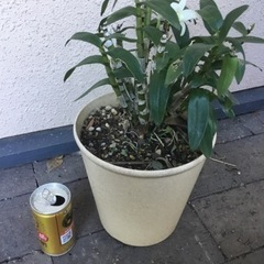 ＊デンドロビウム＊の画像