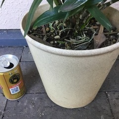 ＊デンドロビウム＊の画像