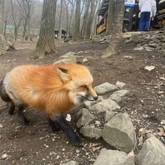 ソフトボールやりませんか？？
