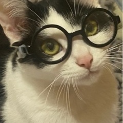 引き取ってくれる方探してます。