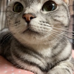 里親様が決まりました。ありがとうございました。