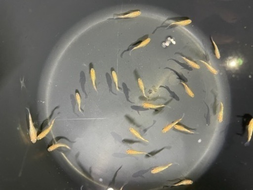 蜜柑メダカ　25匹