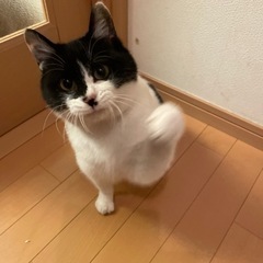 里親募集！とってもお利口さんです！