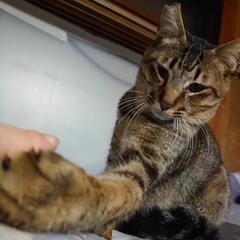 かっこいいキジトラ　だいちゃん