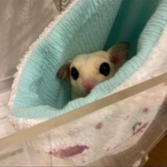 白いももんがとノーマルももんがペア
