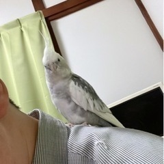 オカメインコ2歳2羽 ご相談中