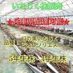 ⭐︎あなたのご自宅へお届けします⭐︎いちじく 5年生株 4年生株...