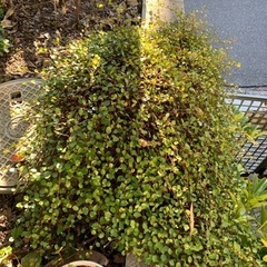 ワイヤープランツの画像