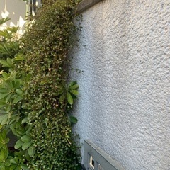 ワイヤープランツの画像