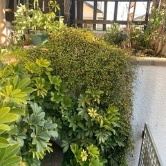 ワイヤープランツ