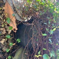 ワイヤープランツの画像