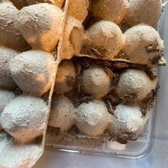 コオロギ(1匹10円)MLサイズ(シニア)の画像