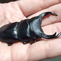 三重県産オオクワガタ F1 ♂67ミリ ♀45.8ミリ ペアの画像