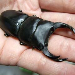 三重県産オオクワガタ F1 ♂67ミリ ♀45.8ミリ ペアの画像