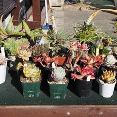 多肉植物・サボテン・エケベリア・ハオルチア等　３０個セット　格安販売の画像
