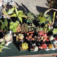 多肉植物・サボテン・エケベリア・ハオルチア等　３０個セット　格安販売の画像