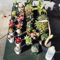 多肉植物・サボテン・エケベリア・ハオルチア等　３０個セット　格安販売の画像