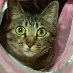 美猫キジトラ女の子