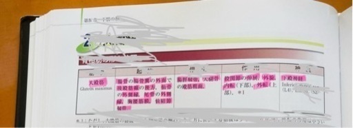 骨格筋の形と触診法