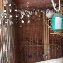 シルバーイノ文鳥♂