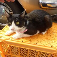ハチワレ　雄　中猫　めっちゃ可愛い　引き取ってくれるかたを募集し...