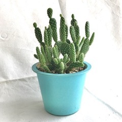 観葉植物/群生ウチワサボテン　オプンチア　手渡し