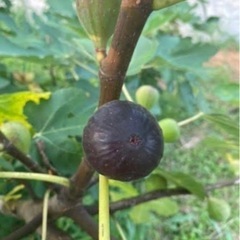 甘〜いイチジク2品種《鉢植え》セットの画像