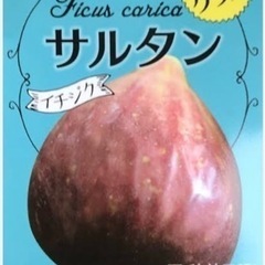 甘〜いイチジク2品種《鉢植え》セットの画像