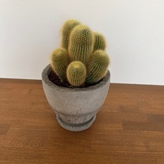 観葉植物　サボテン