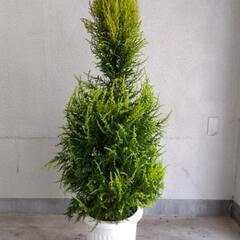 衝撃価格！ 超破格値！  ゴールドクレスト 品種名ウィルマ コニファー 植木 庭木 ツリーの画像