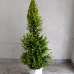 衝撃価格！ 超破格値！  ゴールドクレスト 品種名ウィルマ コニファー 植木 庭木 ツリーの画像