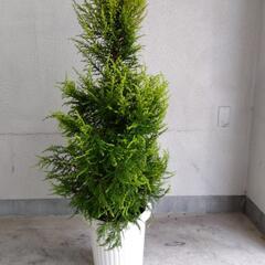 衝撃価格！ 超破格値！  ゴールドクレスト 品種名ウィルマ コニファー 植木 庭木 ツリーの画像