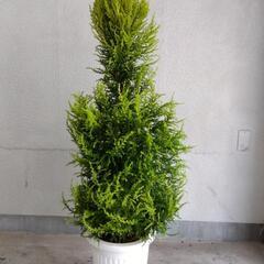 衝撃価格！ 超破格値！  ゴールドクレスト 品種名ウィルマ コニファー 植木 庭木 ツリーの画像