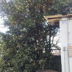 小ぶりな柚子ですが差し上げますの画像