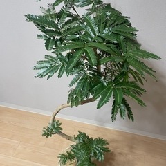 エバーフレッシュ♡観葉植物
