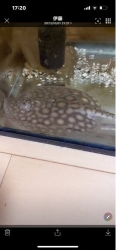 淡水エイ、ギャラクシーダイチャの子、ダイダイダイチャ