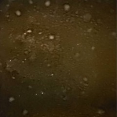 淡水エイ、ギャラクシーダイチャの子、ダイダイダイチャ