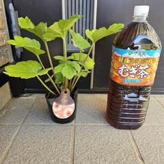 ◆ラナンキュラス　ラックス◆エリス◆の画像