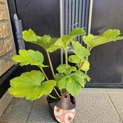 ◆ラナンキュラス　ラックス◆エリス◆